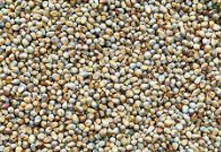 Bajra grains