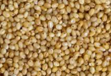 Foxtail Millets