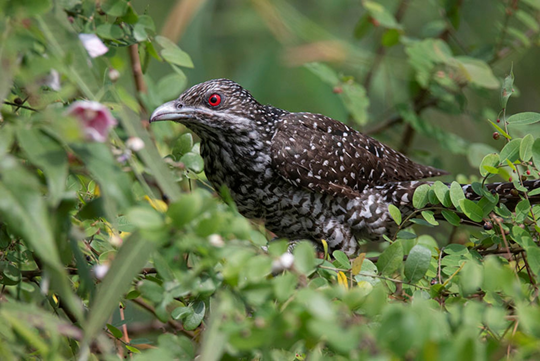 Koyal Bird